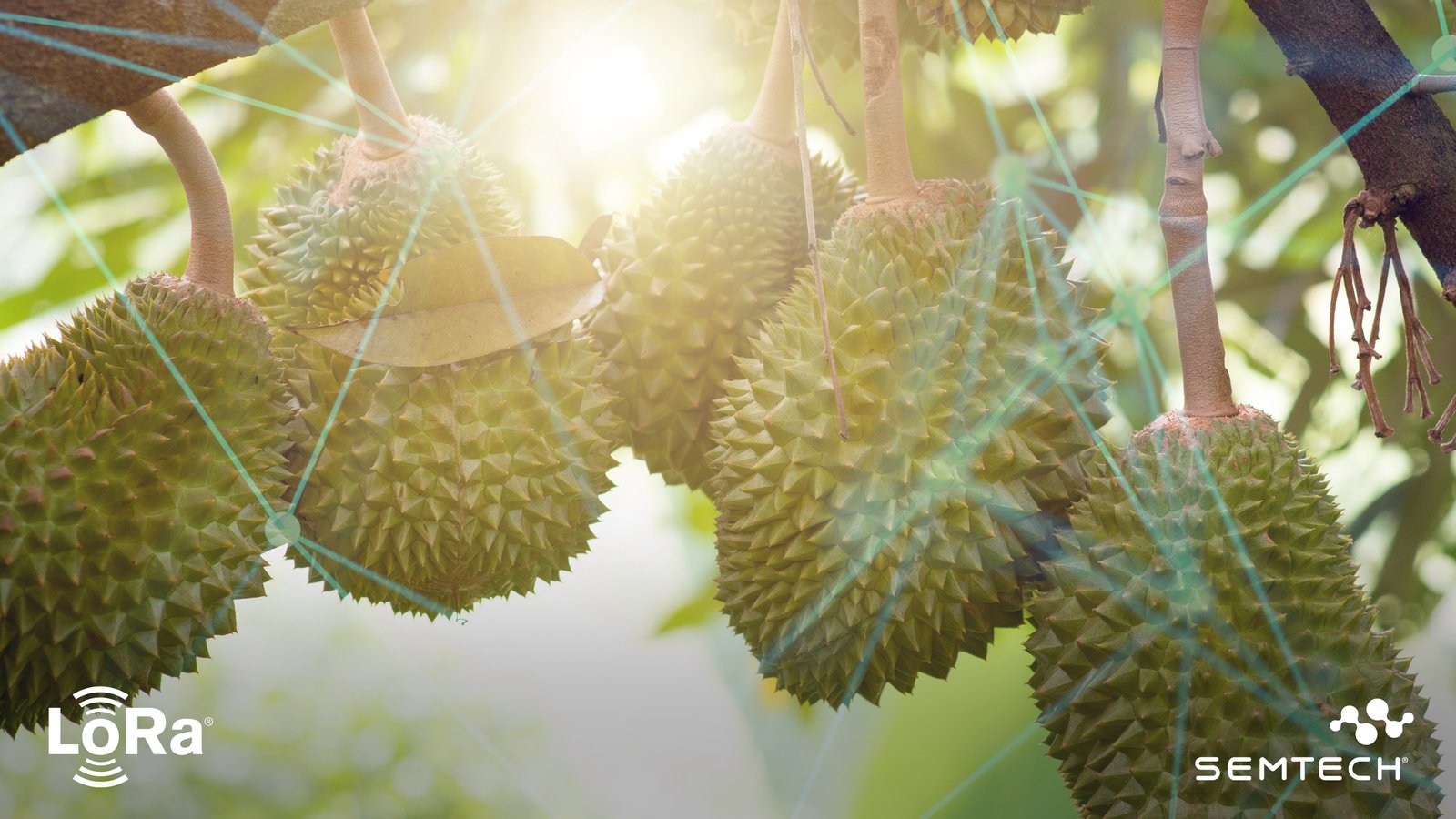 Semtech’s LoRa® Chip-to-Cloud platform enables sustainable farming in Malaysia