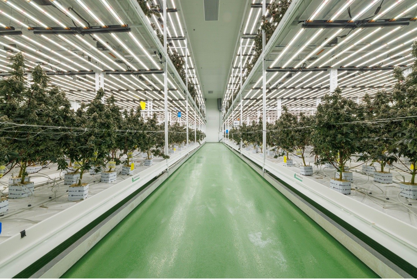 LED-powered urban cannabis cultivation reaches global markets