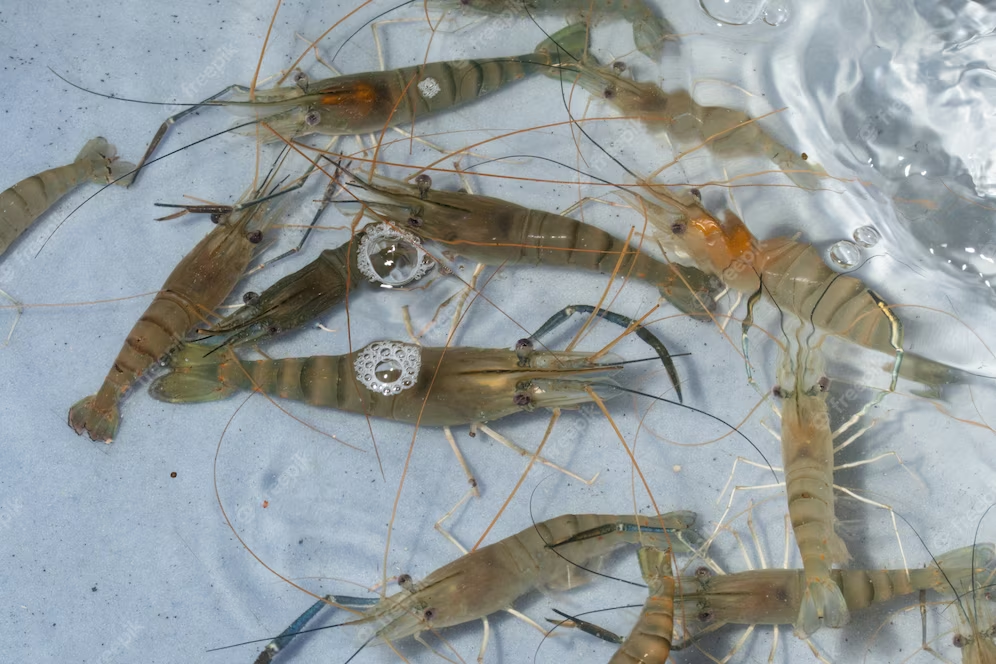 UK, India partner to tackle shrimp diseases to advance shrimp farming