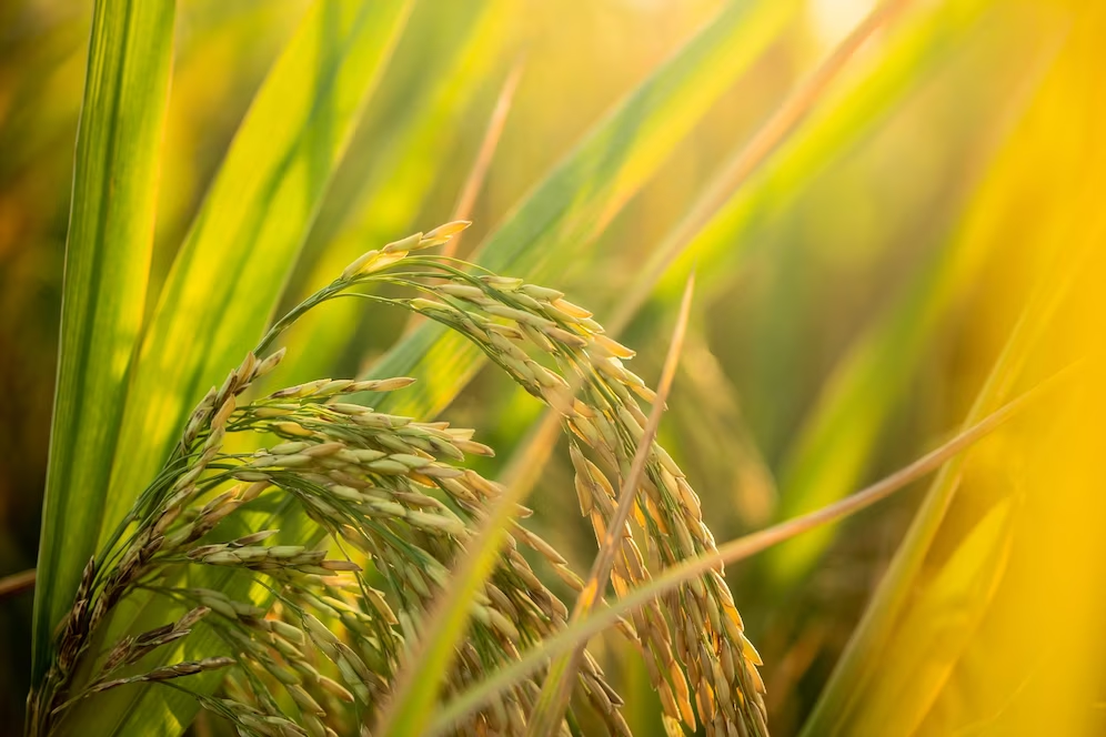 Novel herbicide technology to enter Asian markets for grass weed control in paddy field