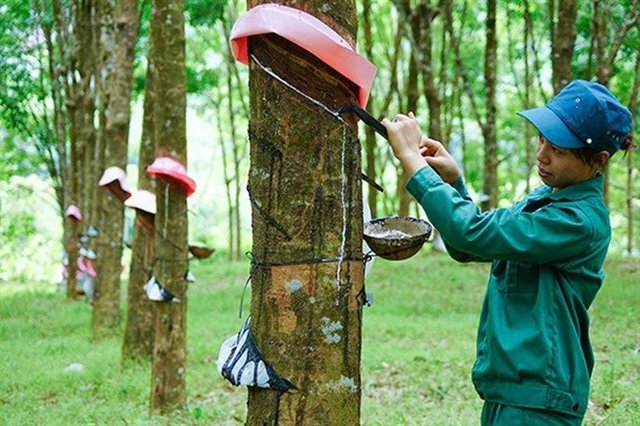 Vietnam has emerged as the fourth-largest rubber supplier to South Korea
