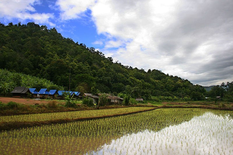 World Bank approves loan to support sustainable rice farming in China