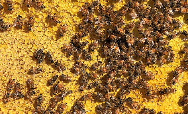 MPI laboratory a global expert on bee diseases