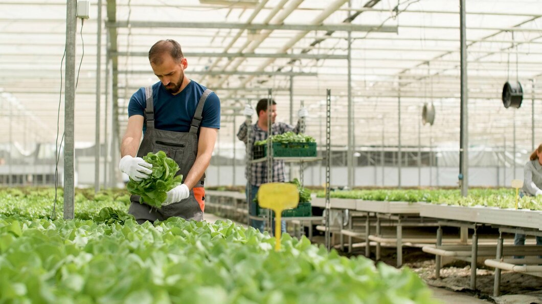 The UK secures revised Free Trade Agreement (FTA) with Australian producers