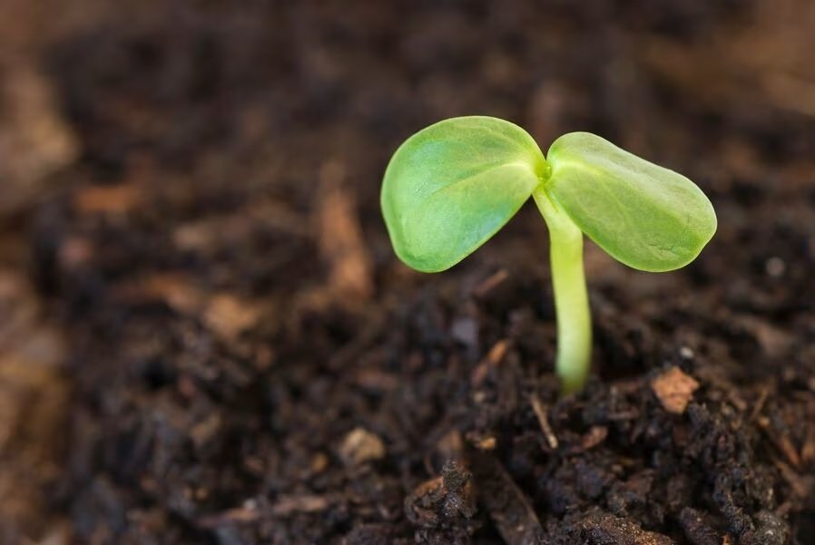 Syngenta Seedcare launches a broad spectrum soil pest control treatment