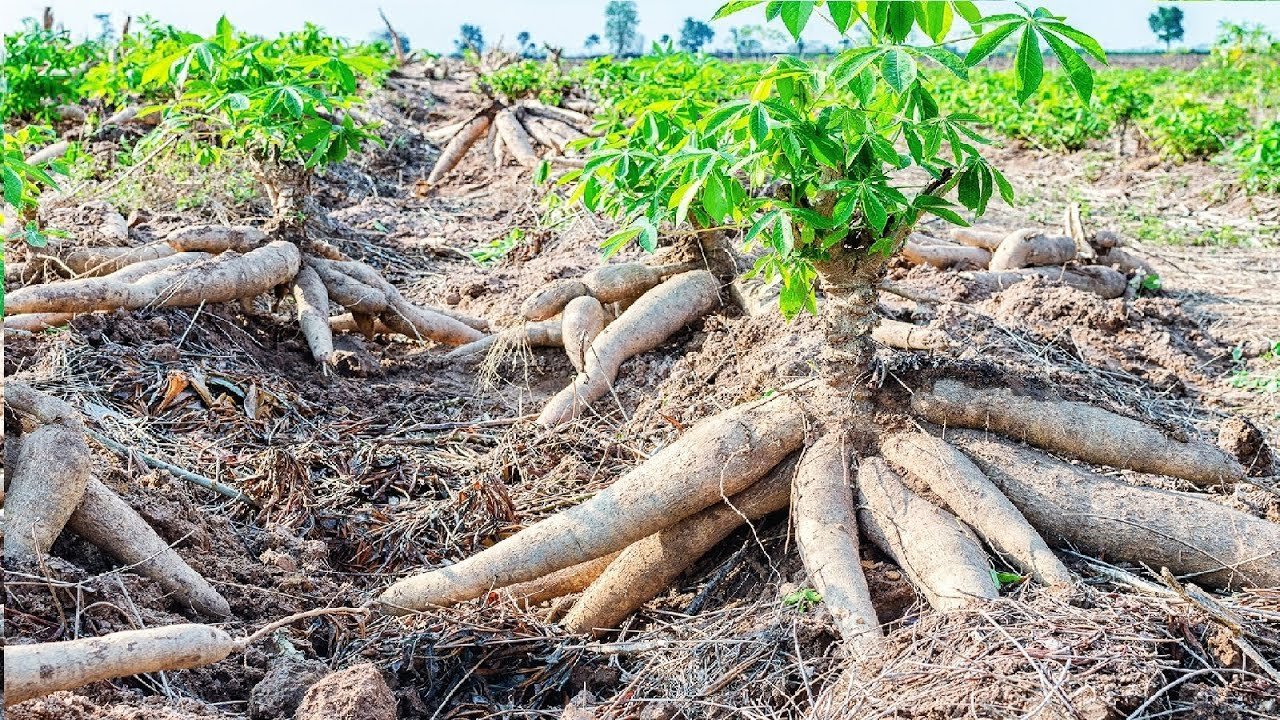 FarmERP to boost Cassava plantation with AI, ML and deep-tech-enabled platform