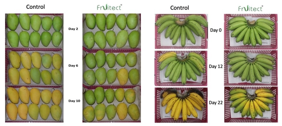 Philippines researchers drives technology to preserve fruit freshness