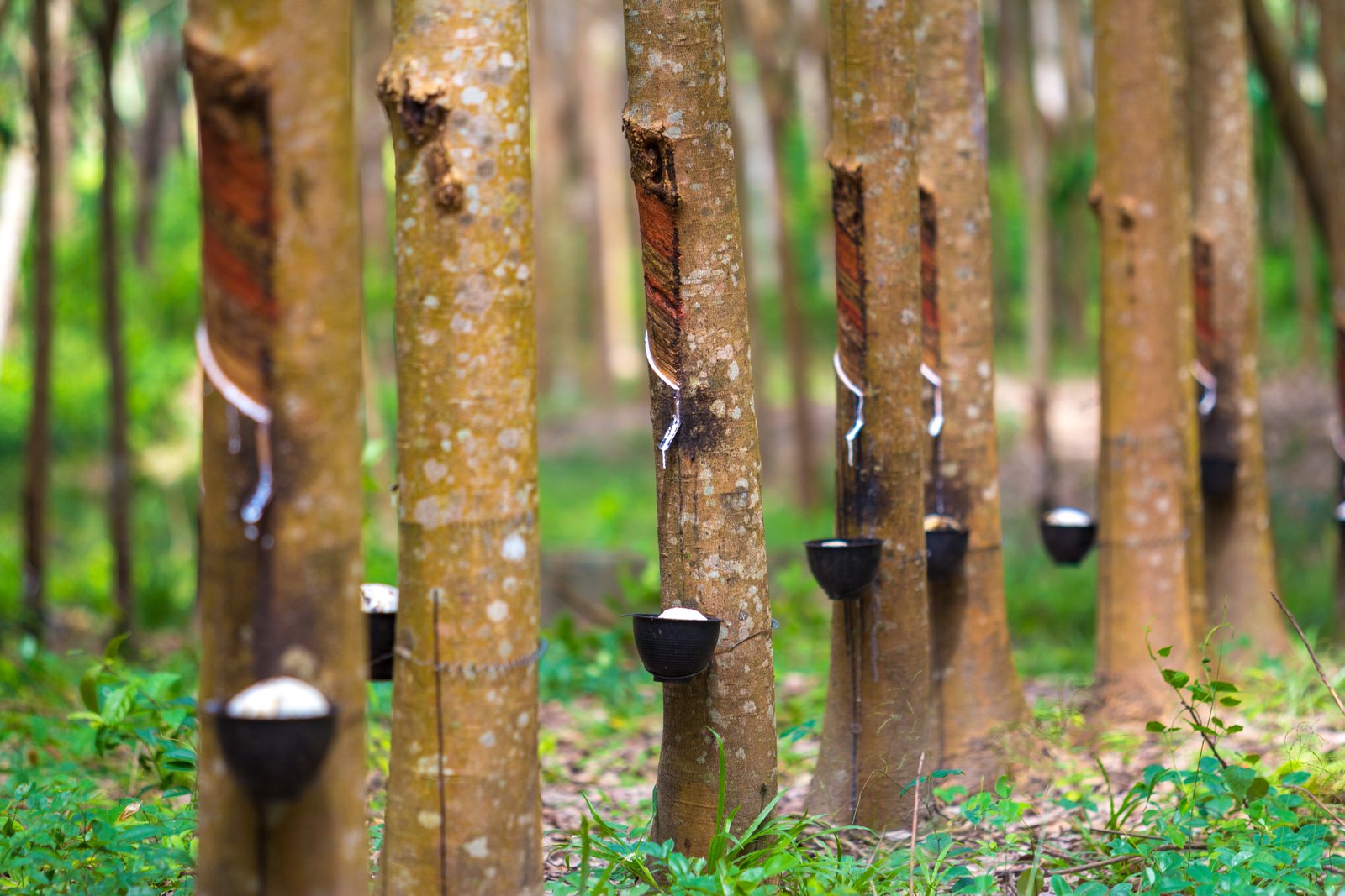 Thailnad's Sri Trang Agro-Industry (STA) joins GPSNR to expand natural rubber sector