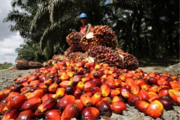 Palm Oil Stock in Malaysia rises 1.92% in June