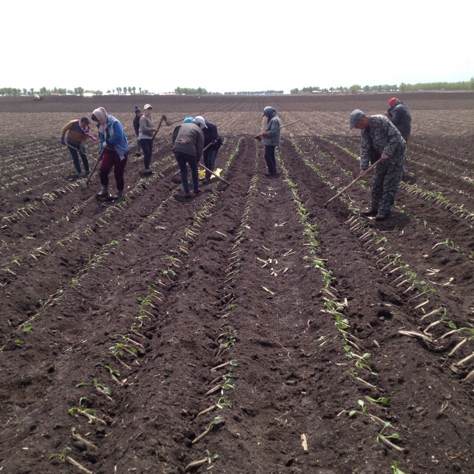 Chinese scientists restore black soil in Northeast China