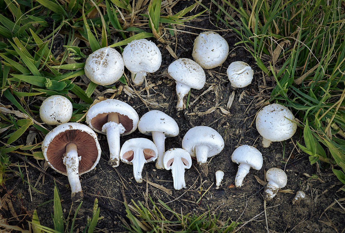 Singapore Finc announces construction of edible fungus smart factory in US