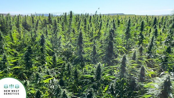 Non-GMO hybrid Hemp seed is poised to transform the Hemp Supply Chain