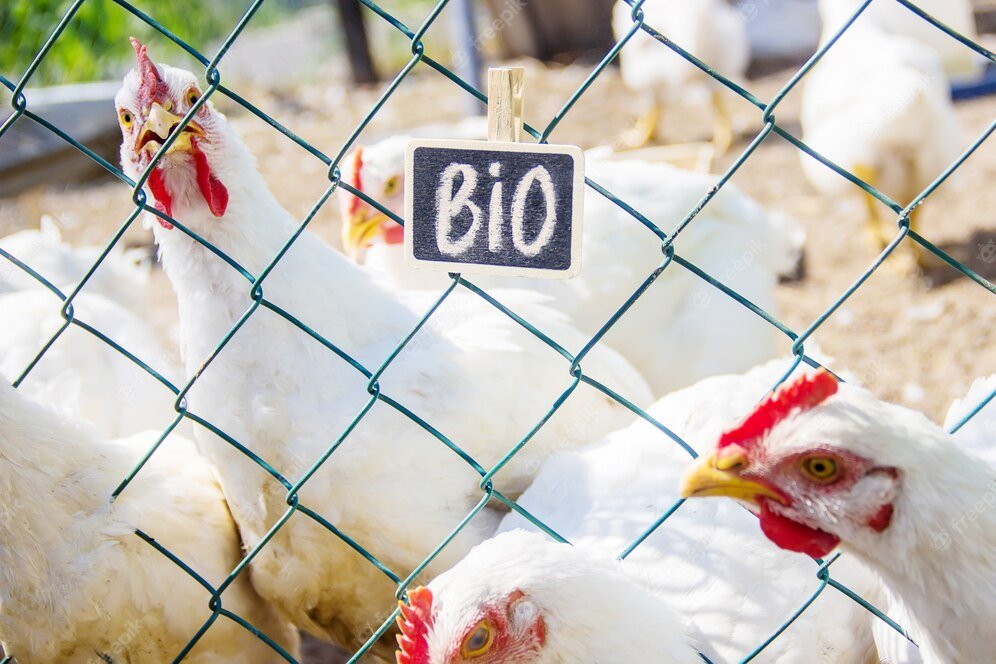 Australia's States and territories sign up for new national poultry standards