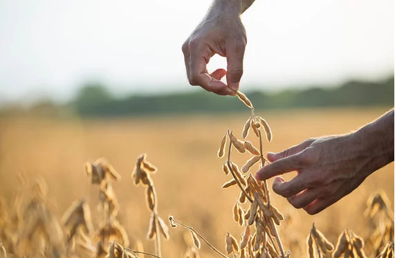 Syngenta launches broad spectrum fungicides targeting soybean spot control