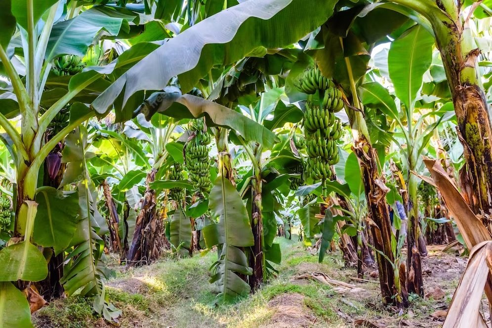PLS Plantations to establish Malaysia's first largest and advanced banana plantation