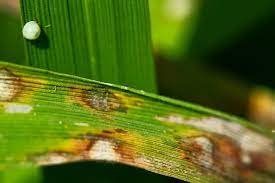 Japanese researchers discover mutation inducing Rice Blast Fungus to aid disease management for grain crops