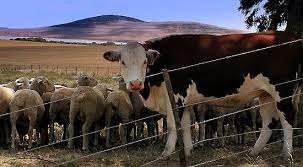 UAE initiates national survey plan to count animals