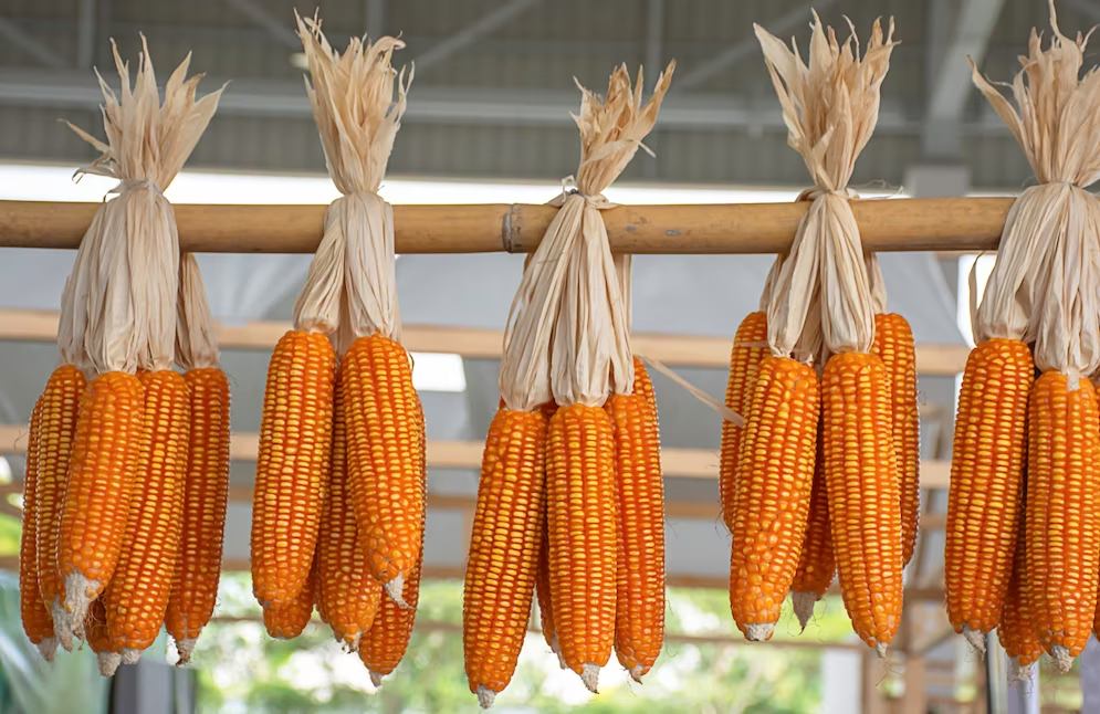 Origin Agritech to construct innovative 100,000 ton Corn drying base in Xinjiang