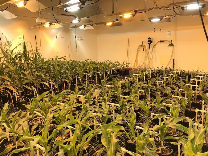 IngredientWerks creates proprietary corn to reduce alternative protein ingredients cost