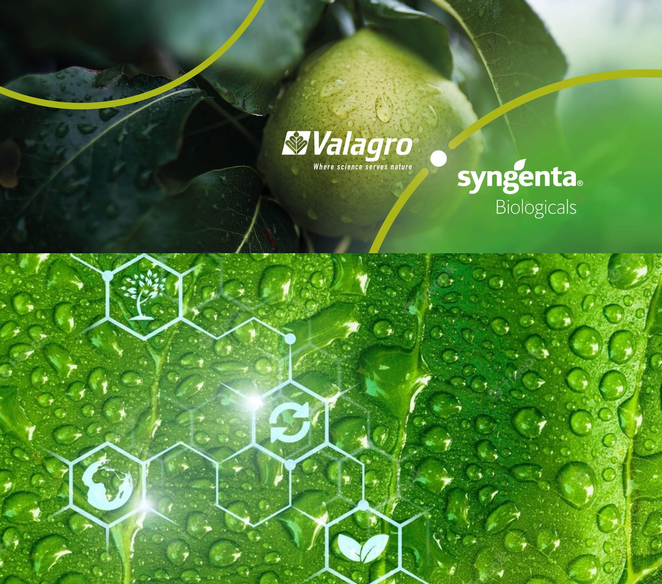 Syngenta creates Syngenta Biologicals to integrate its biologicals businesses