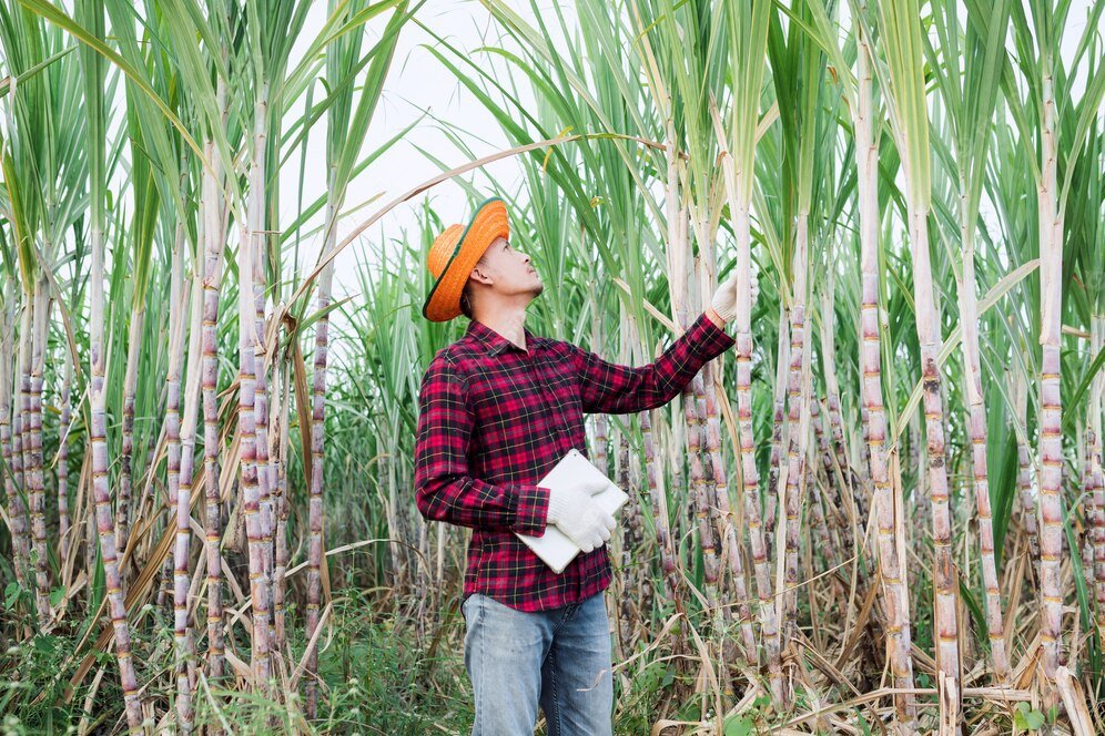 Syngenta launches novel solutions for sugarcane diseases management and pest control