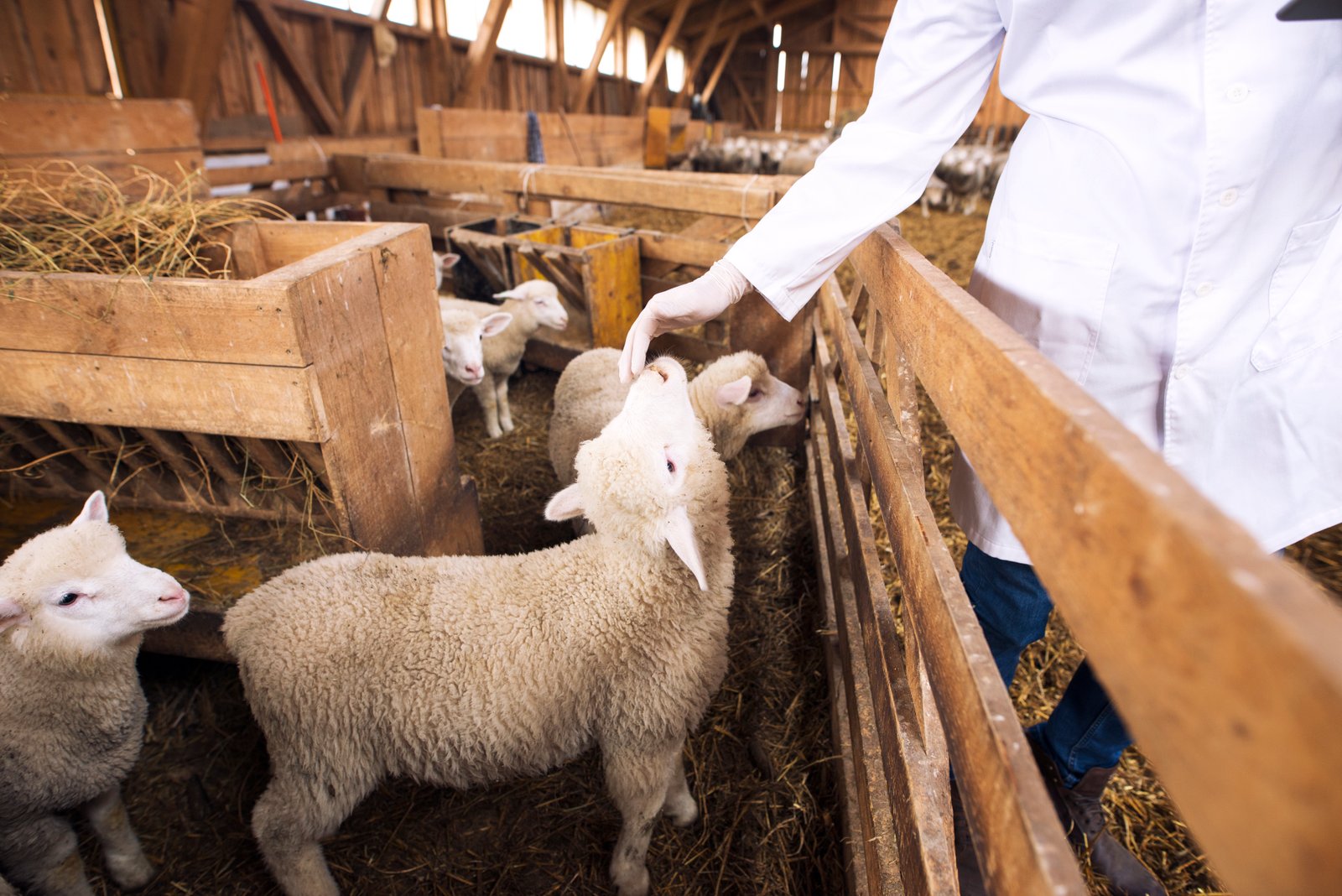 Australia grants AU$38 million in eID rebates for NSW sheep and goat industry