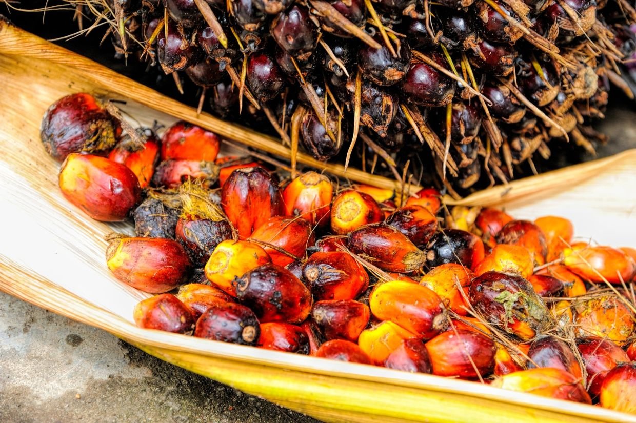 Malaysia's Palm Oil prices expected to surge above RM4,300 in 2024; MPOC forecast