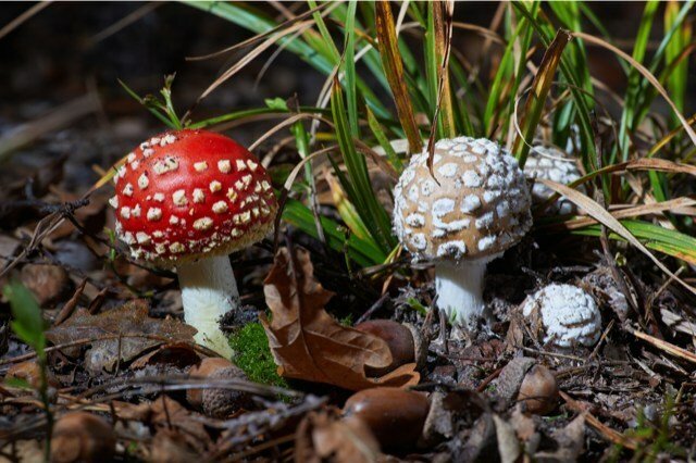 ACS Laboratory expands Mushroom testing scope for product safety & compliance