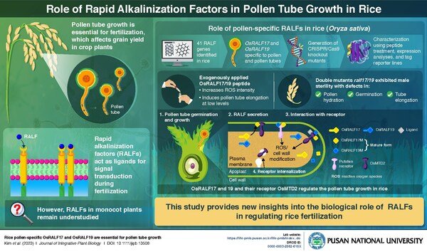 Korea's Pusan National University researchers identify Peptides for Pollen Tube Growth in Rice