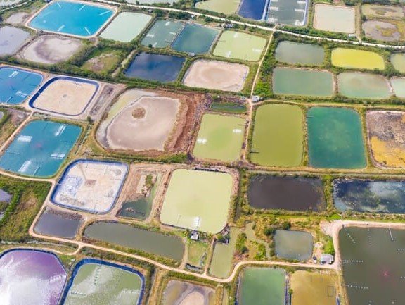 Asian shrimp industry anticipates most challenging period till end of 2024