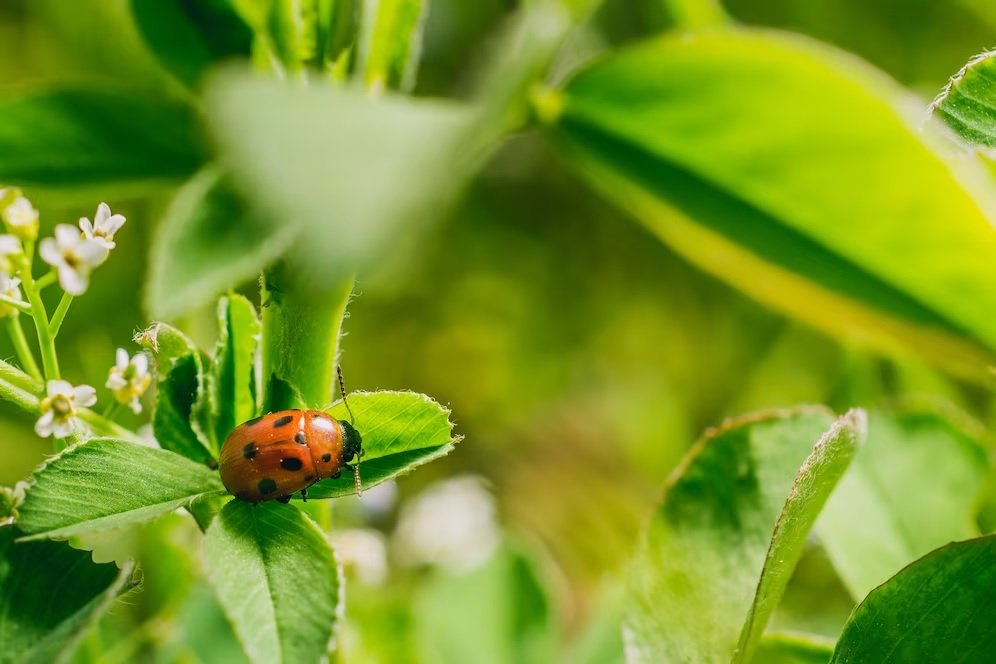 Vestaron develops innovative biopesticide for wide range of pests