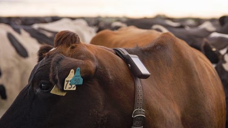 Australia's first 'virtual fence' for dairy farms launches in Tasmania
