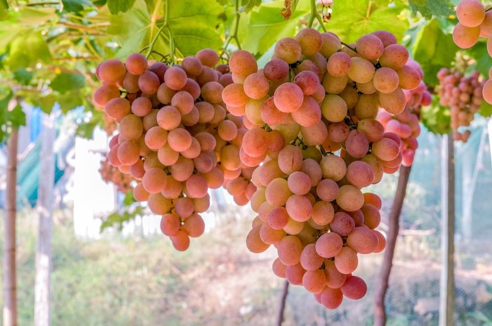 GreenVenus' Gene-Edited Grapes offer premium quality, sustainable Winemaking