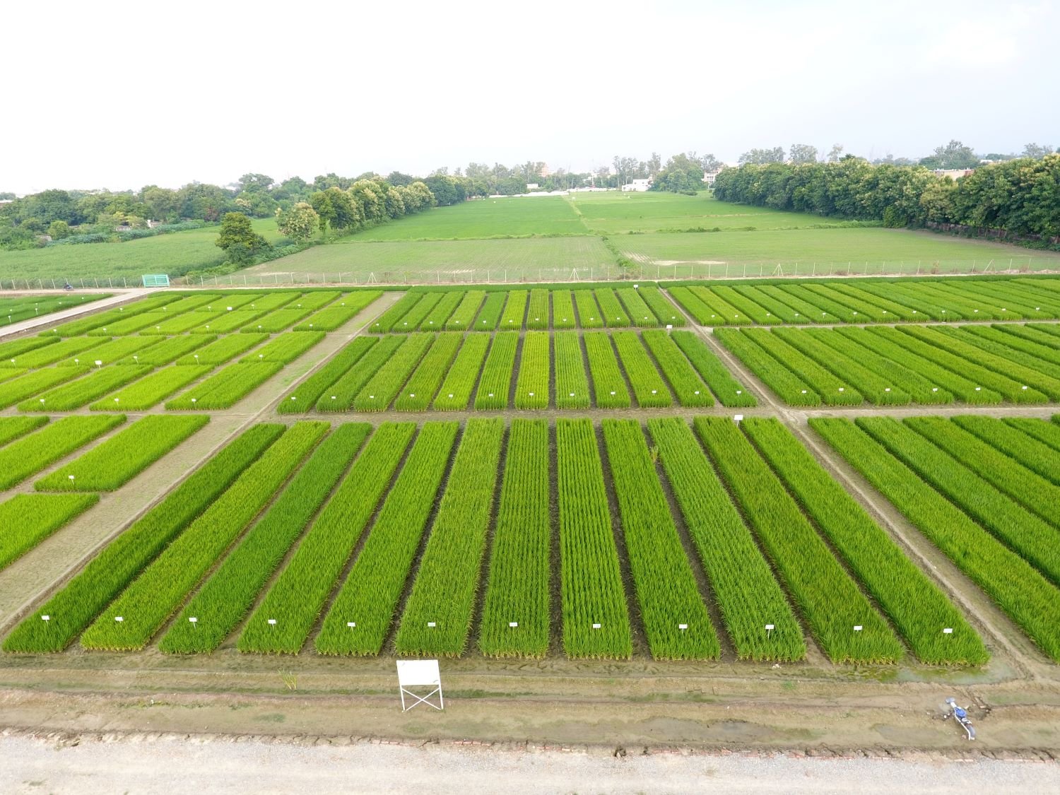 Milestone carbon credit methodology for rice launched with help from IRRI