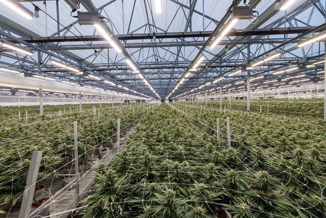 Israel's largest Cannabis farm harnesses technology to boost year round yield