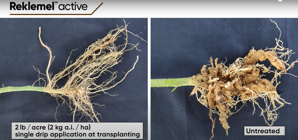 Corteva Agriscience launches revolutionary nematicide and preserves soil health