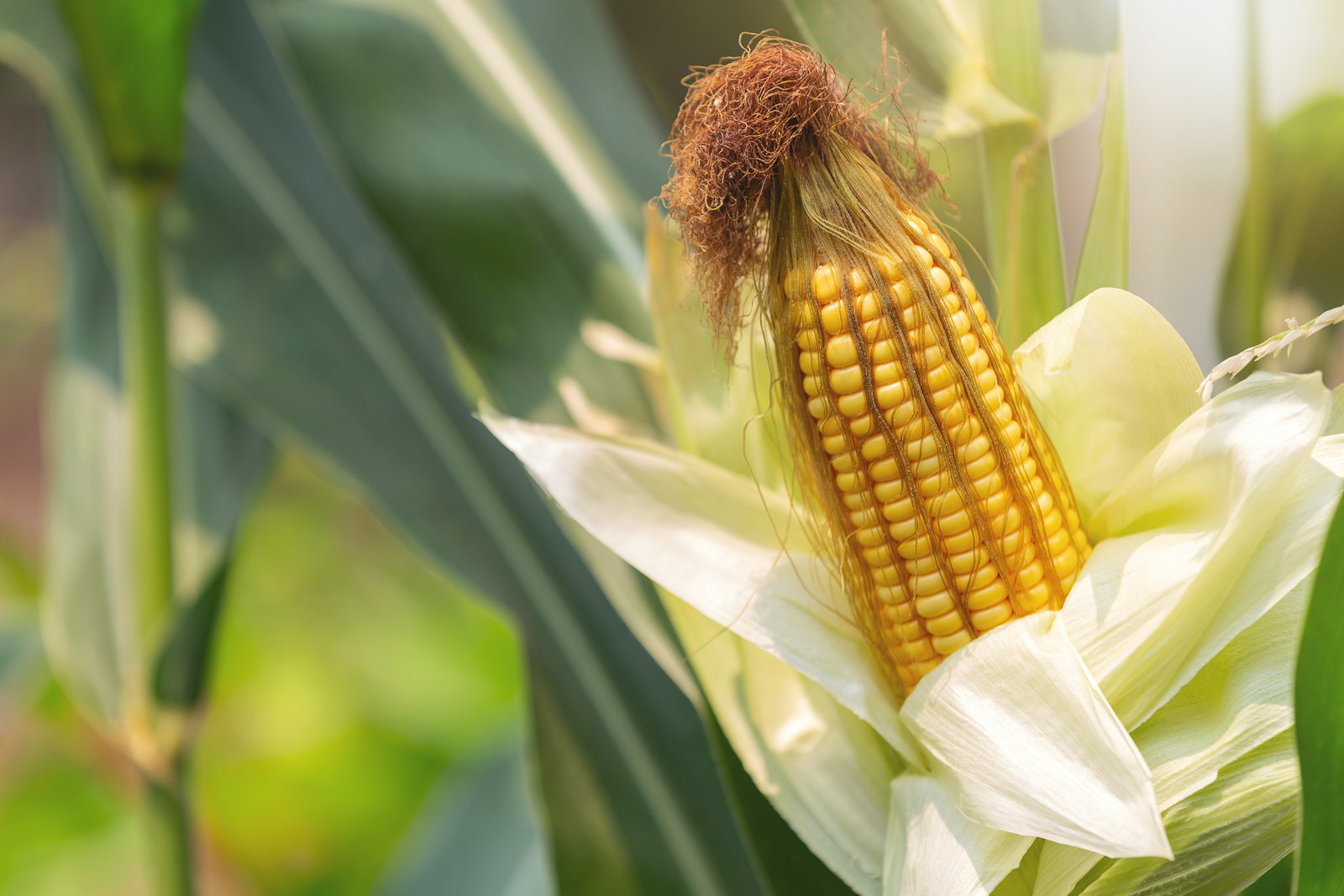 SC Solutions and Hunnicutt Farms innovate corn growing