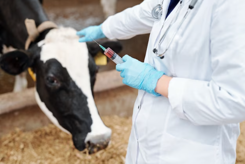 Australia secures 300,000 doses lumpy skin disease (LSD) vaccine supply