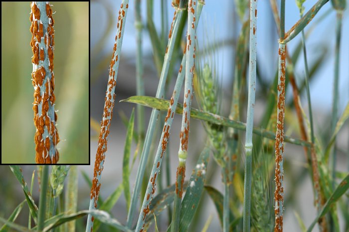 Wheat DEWAS injects $7.3 M to expand global wheat pathogen surveillance