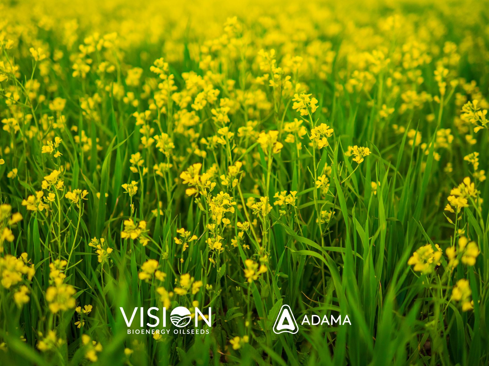 VISION Bioenergy Oilseeds and ADAMA to expand Crop Protection solutions for Camelina Growers