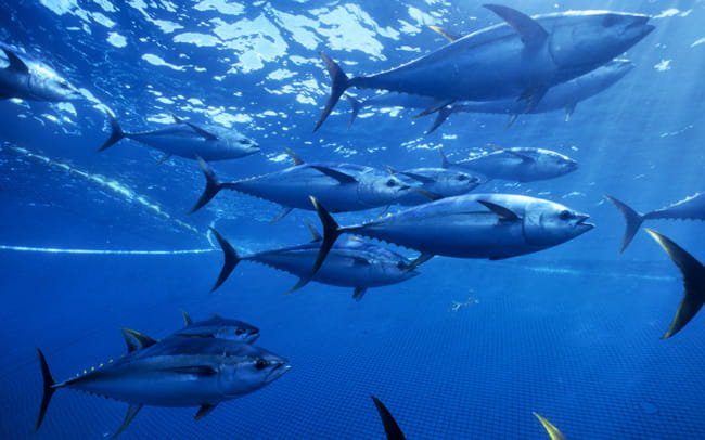 Vietnamese tuna fetches $693 million in the first ten months of 2023