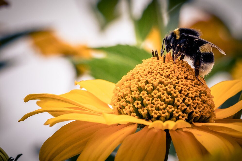 Dalan Animal Health's pioneering Honeybee Vaccine recognized for Innovative Tech and Animal Health