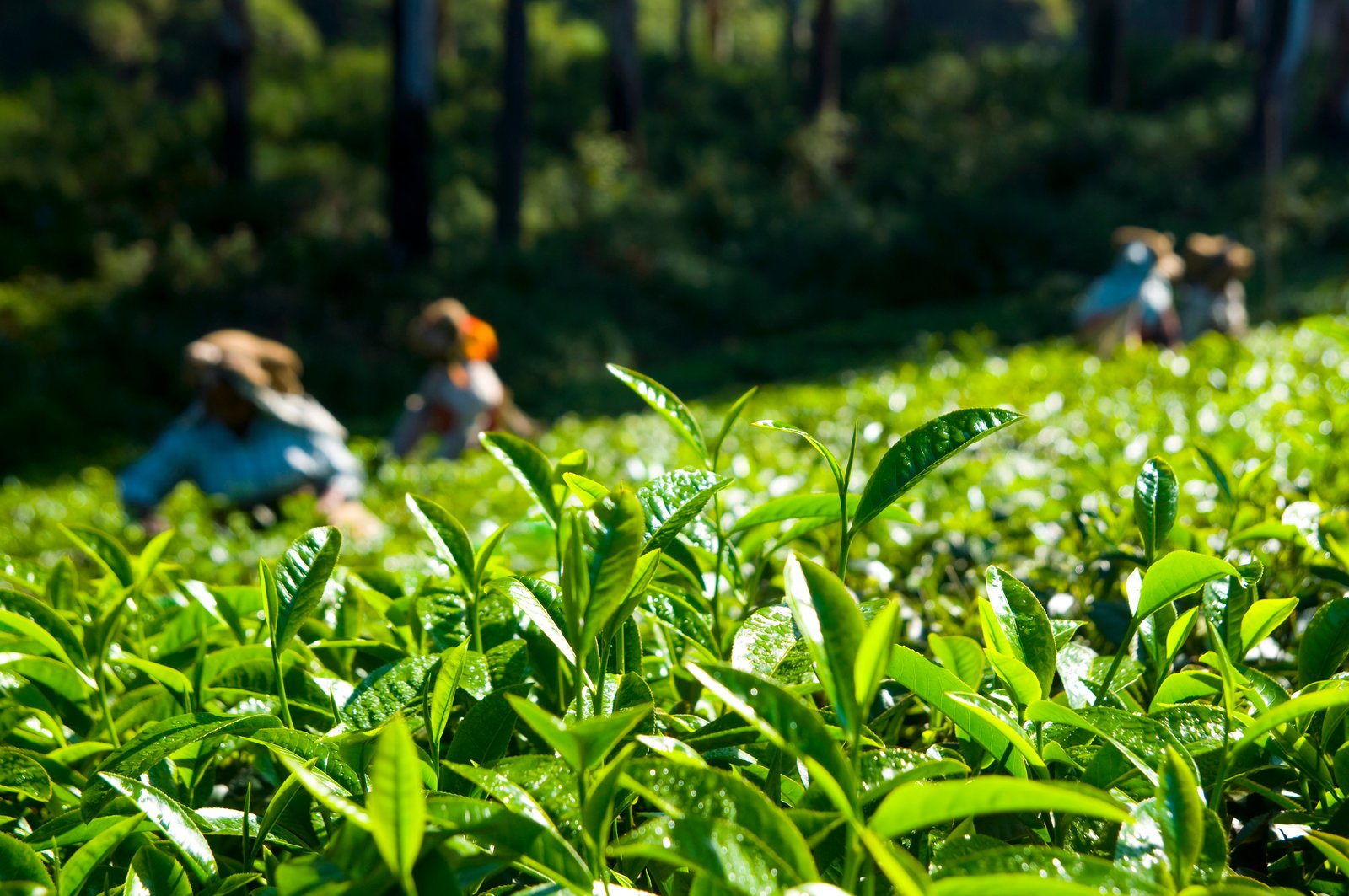 Taiwan's Pioneering Tea Brand "TSENG'S Tea" First to Achieve Anti Additive Clean Label Certification