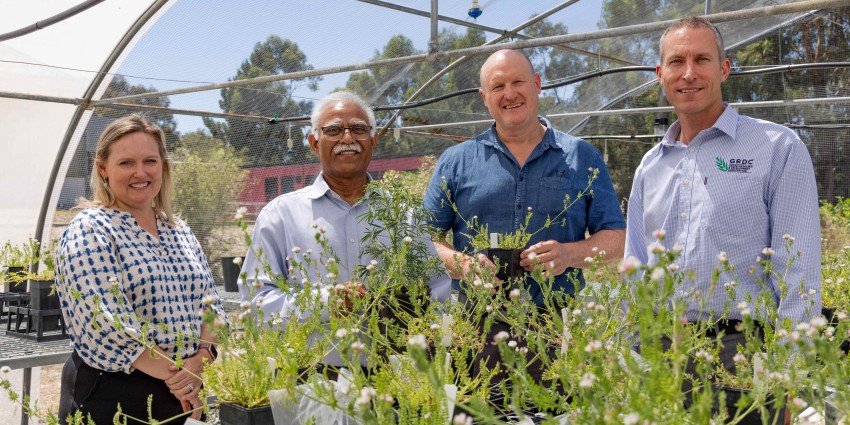 Australia's WA Agricultural Research collaborates on 6 key farming programs to convert Grain research into profit and sustainability