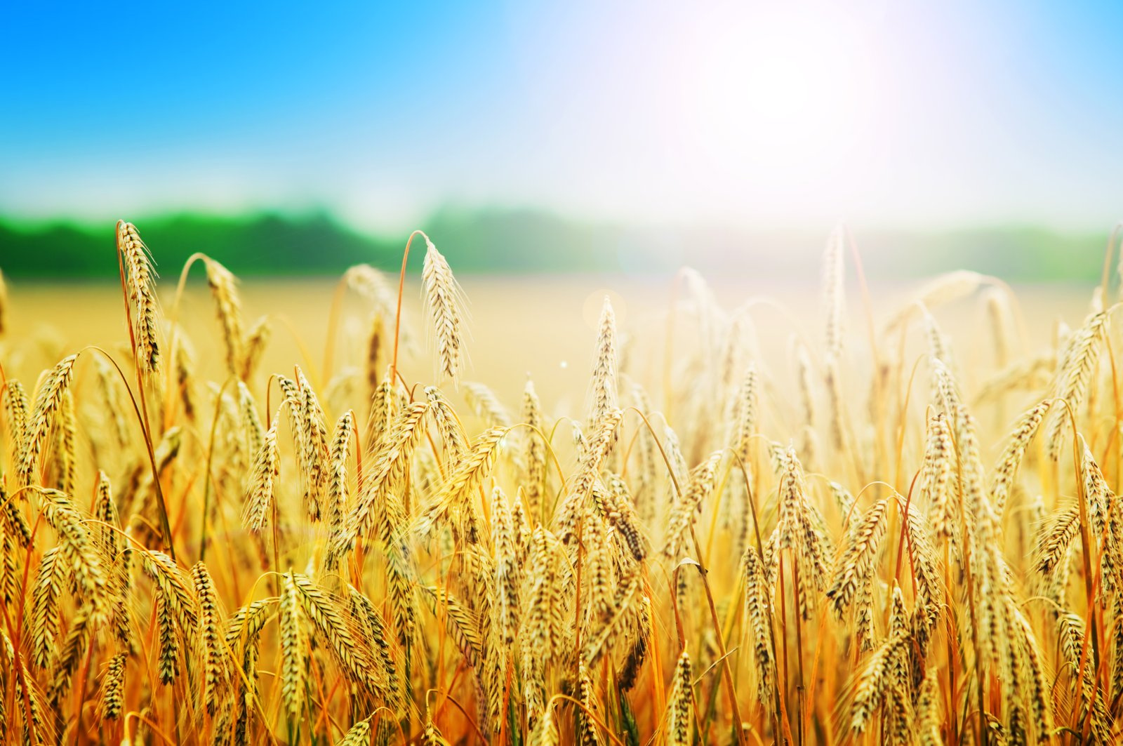 Lavie Bio expands its Bio-Inoculant product for Spring Wheat, Yalos™, to Durum and Barley