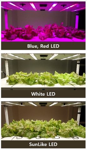 Seoul Semiconductor presents novel proposal for SunLike-Enabled future Smart Farm