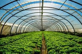 Pakistan and South Korea to partner in agriculture technology
