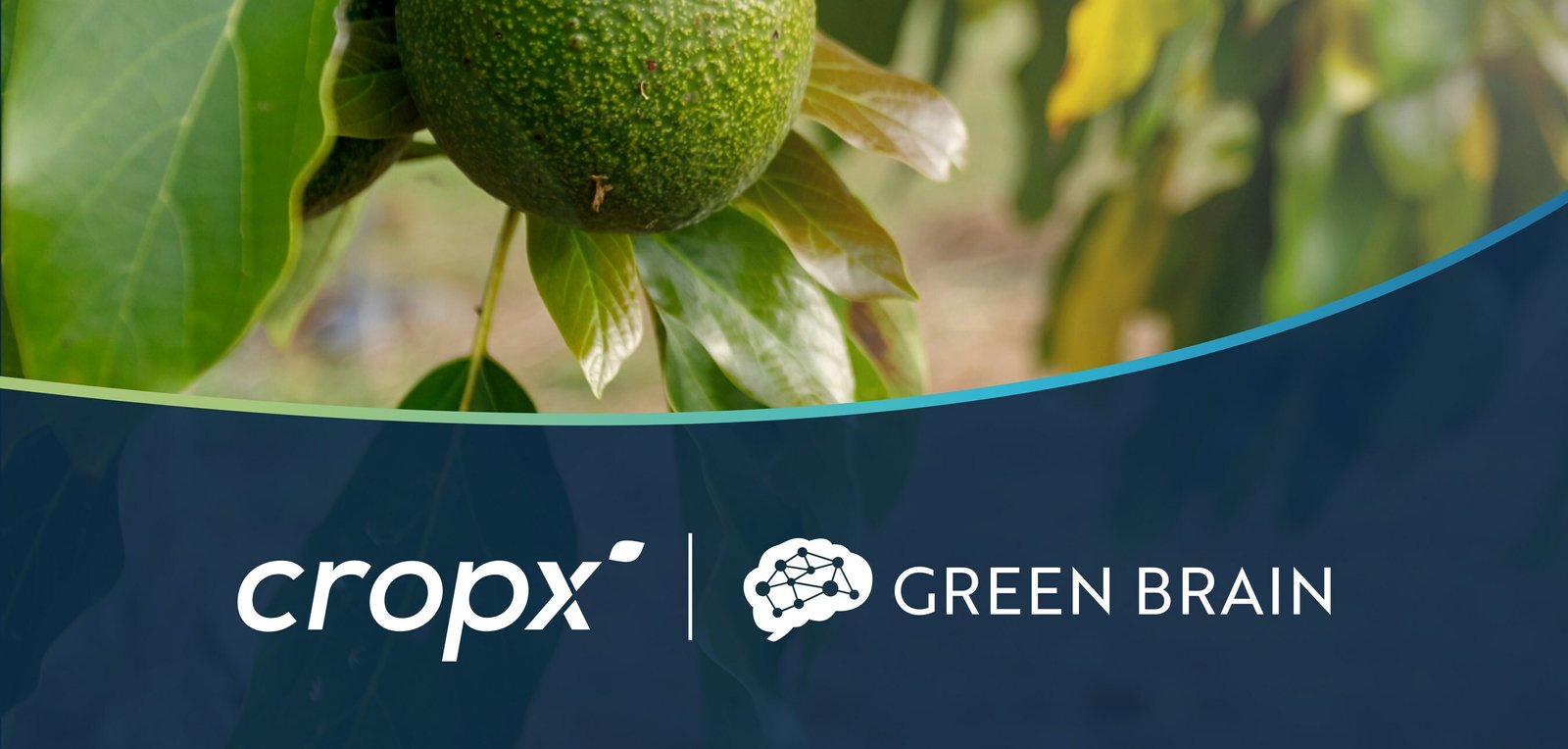 Digital agtech firm CropX expands to Australia by acquiring Green Brain