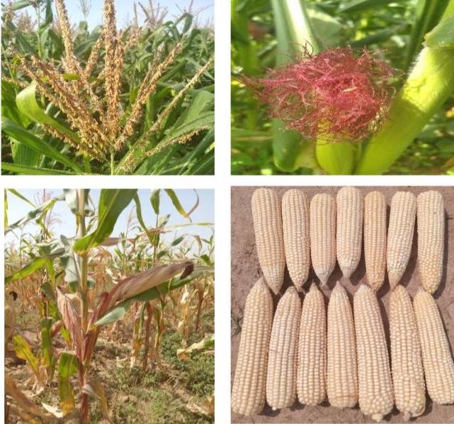 Nigeria approves commercial release of GM maize varieties