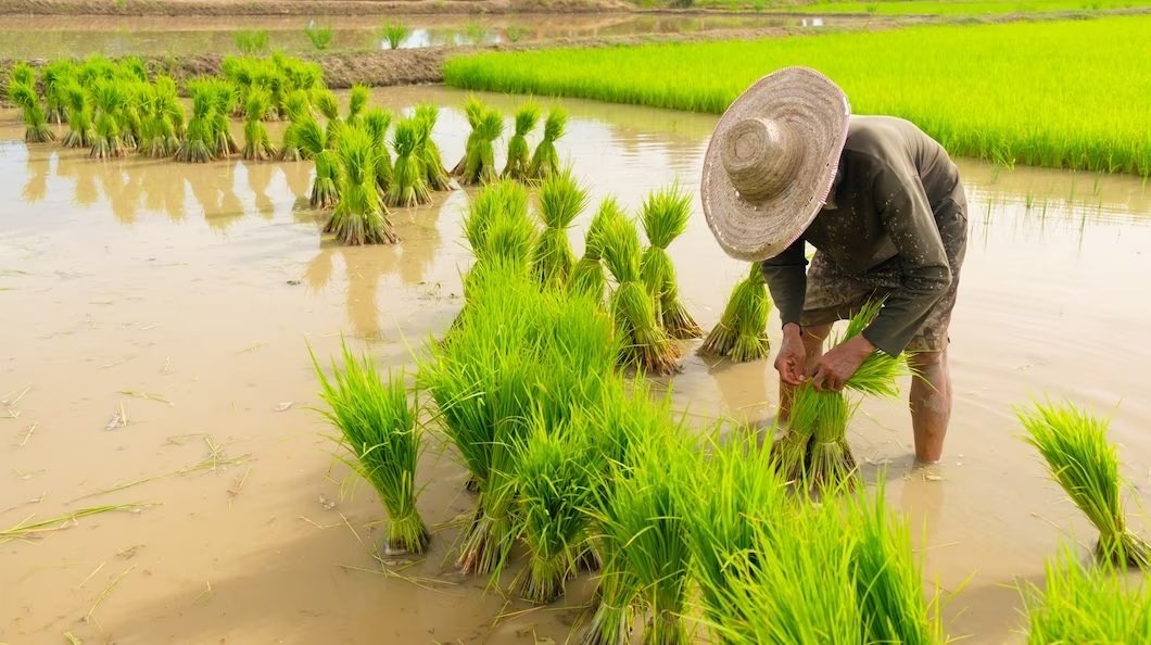 KK Strategies launches New Agricultural Project in Thailand